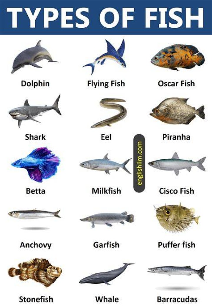 What kind of fish is Willem Dafoe in Finding Nemo?
